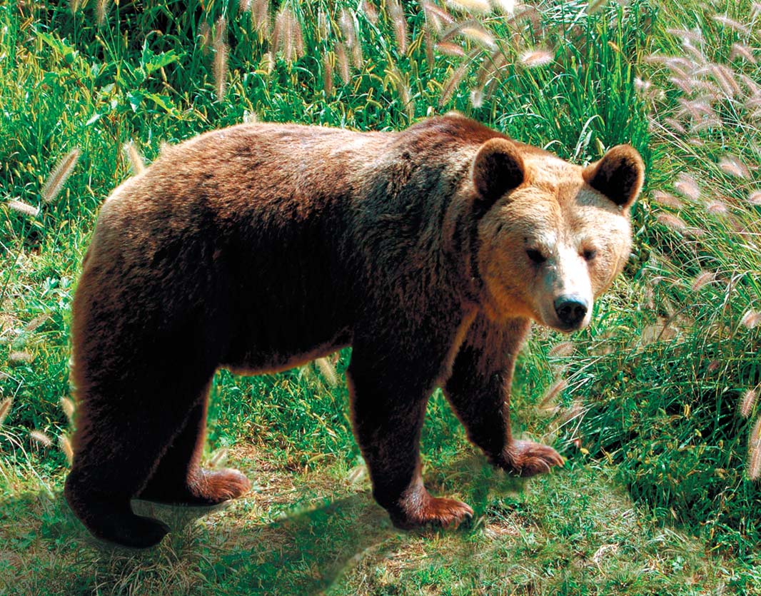 Living monument–Brown bear in Ryongnim