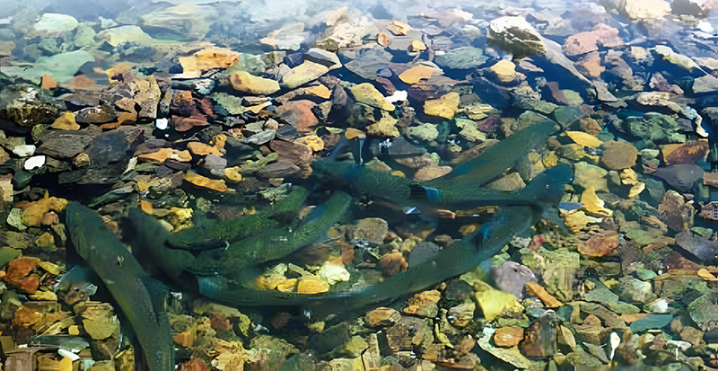 	Char in Lake Chon a living monument 