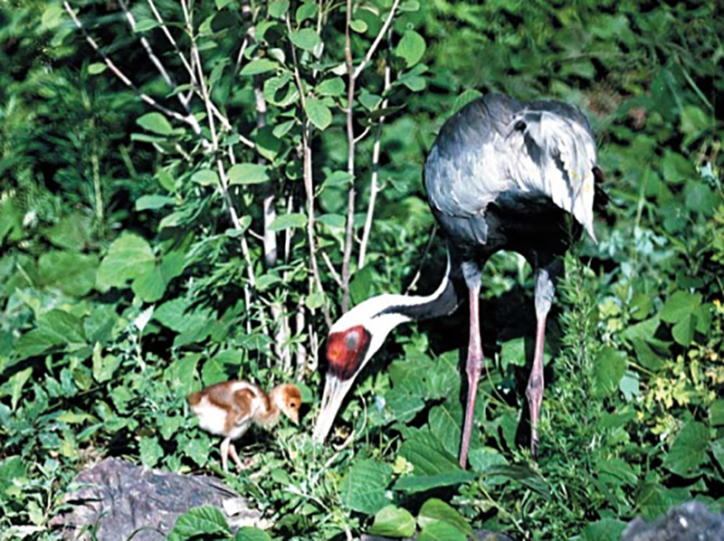 	Living monument—White-naped crane at Ryongyon