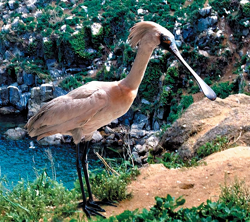 	Living monument Black-faced spoonbill in Tok Island