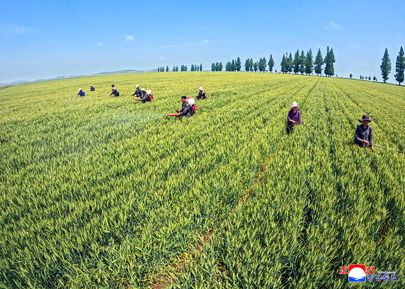 Bumper crop harvested across the fields 