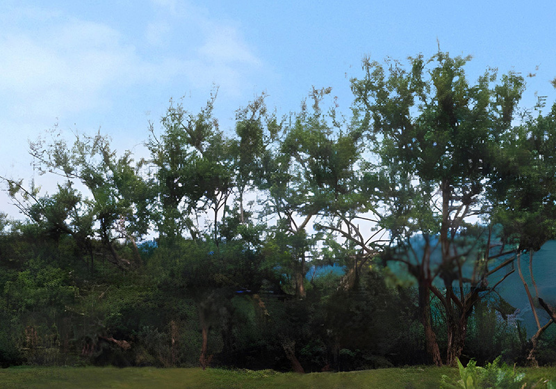 Natural monument—Cornels at Pukchong