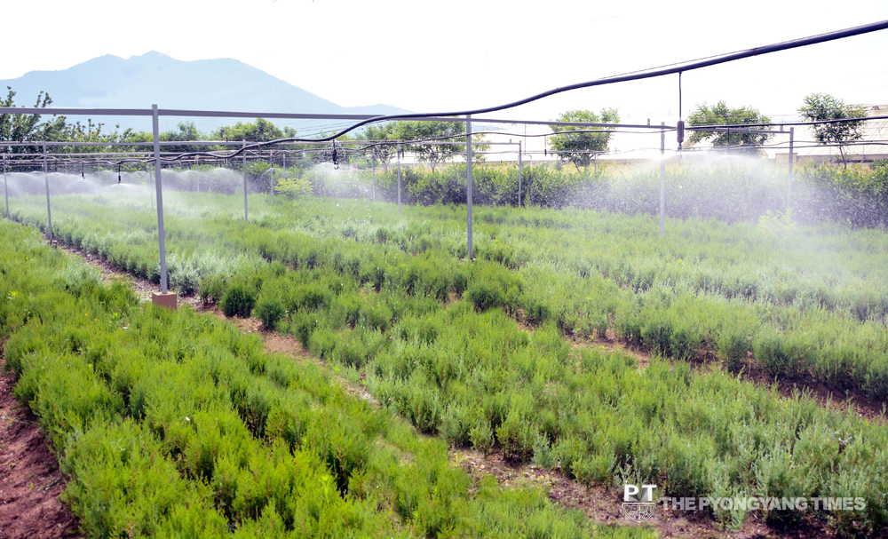 Hundreds of millions of saplings produced
