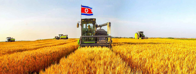 Bumper harvest of wheat and barley reaped