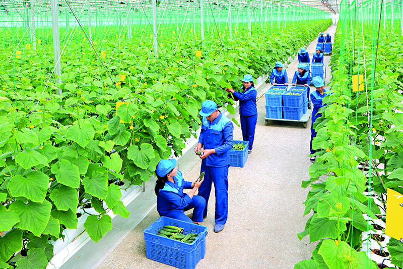 Giant greenhouses boost production