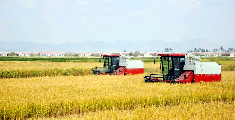 Farms alive with rice harvest