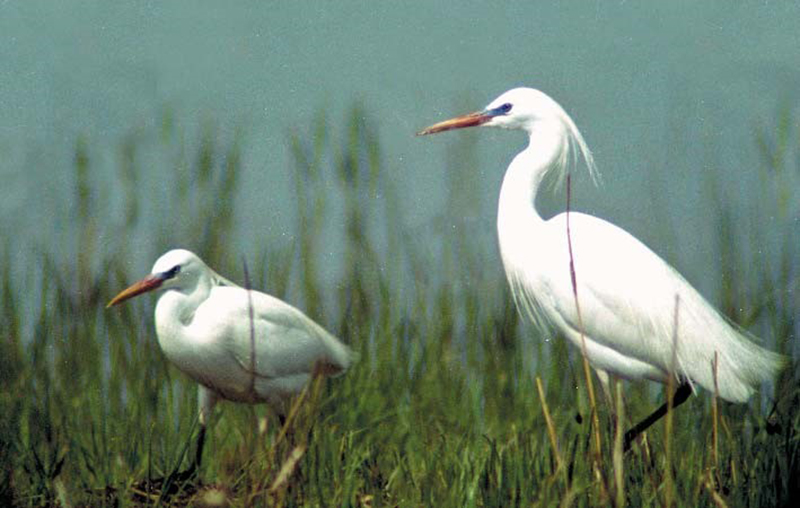 Natural monument―White heron with yellow bill on Unmu Islet